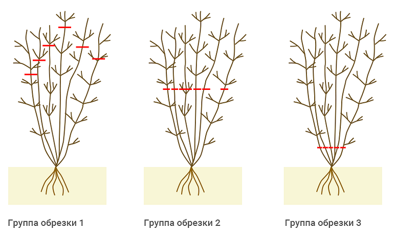 Обрезка клематисов по группам